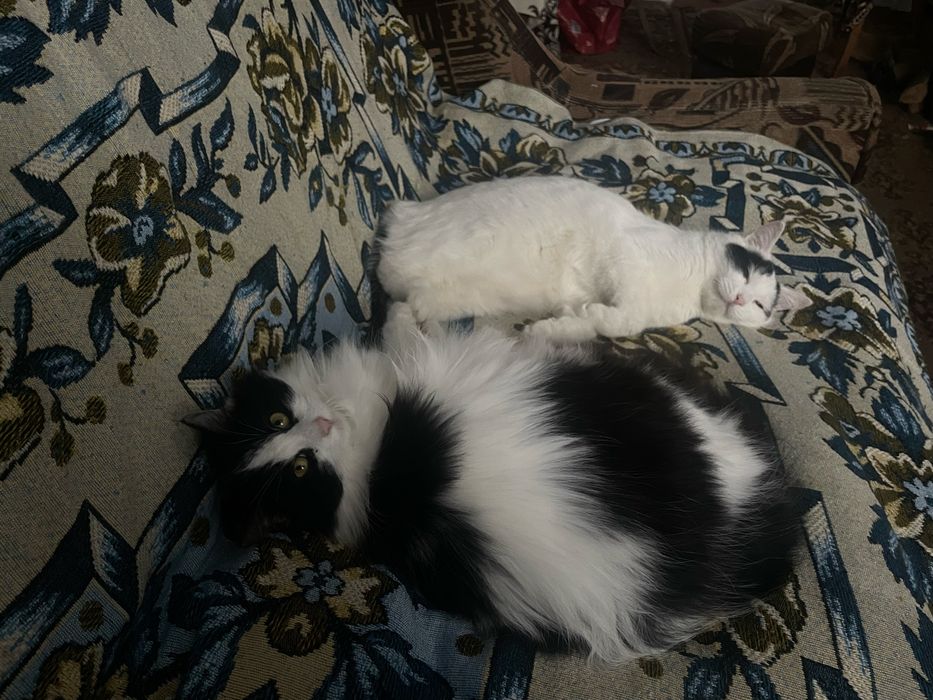 Віддам котиків у добрі руки