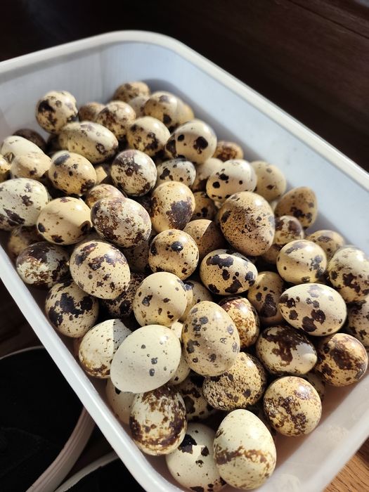 Продам перепелині яйця