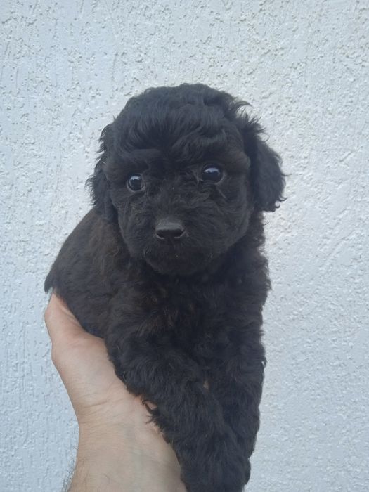 Мальтіпу кращі щенки