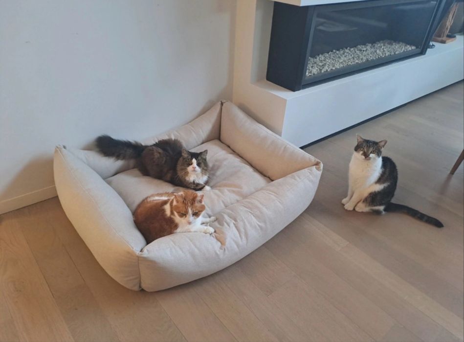 Produçao Camas novas para Animais