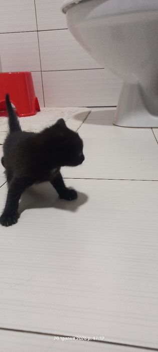 Кошенята  віддам у добрі руки