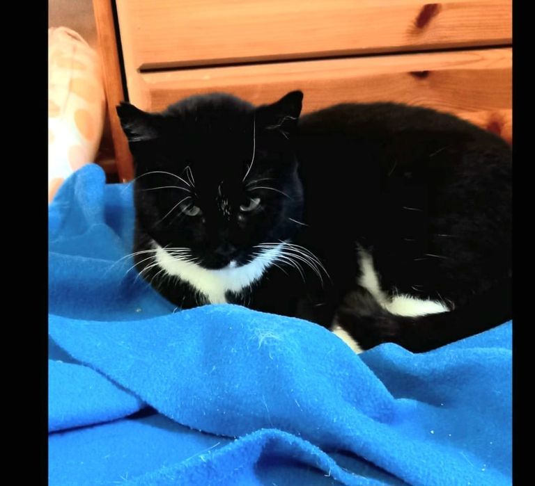 Kotka Kropka szuka swojego domku na zawsze