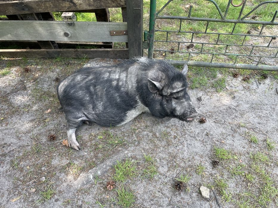 Oddam świnie. Mala świnka, wietnamka