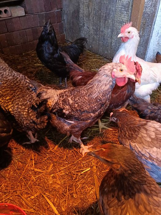 Sprzedam młode koguty z września oraz koguty ayan cemoni