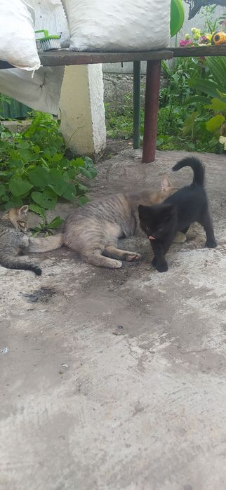 Віддам котиків в добрі руки