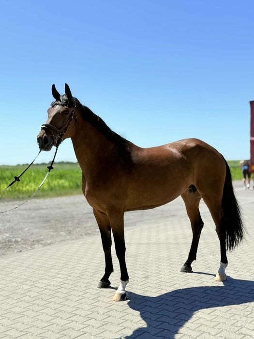 Klacz wielkopolska 6-lat