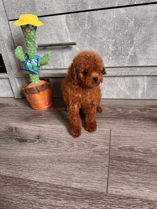 Яскравий та неповторний мальтіпу