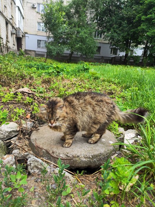 Стерилізована пухнаста красуня