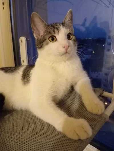 piękny kotek Bruno szuka domu