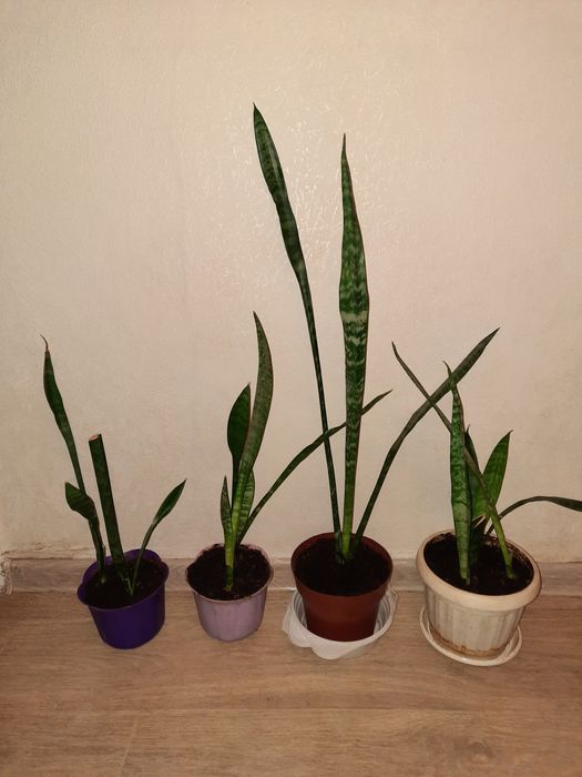 Сансевиерия    .
