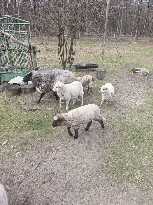 Продам вівці породи Суффолк.