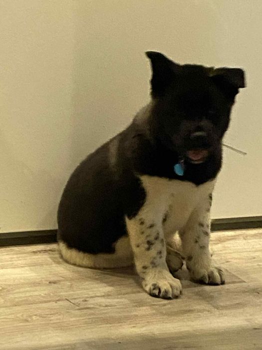 American Akita Dziewczynka