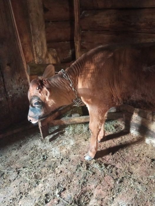 Продам бичка джерсей