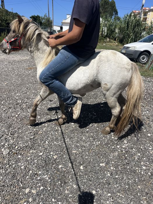 Ponei apalusa femea