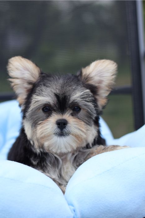 Yorkshire Terrier suczka paszport