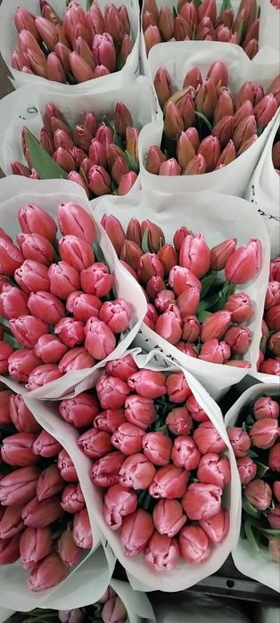 Продам тюльпан оптом від виробника.