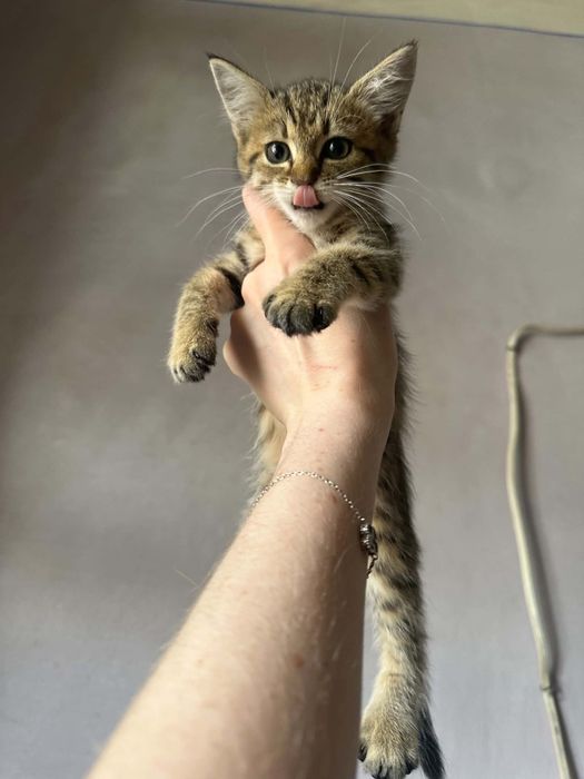 Кошенятка безкоштовно