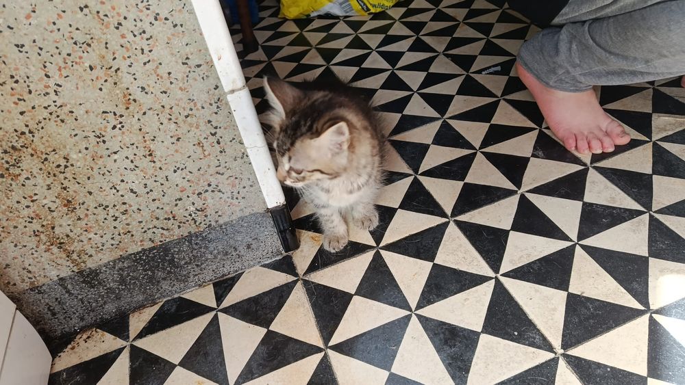 Caes e gatos pra adoção responsável