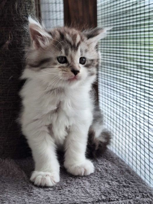 Barbie Royal Cat Maine Coon