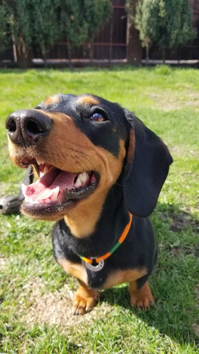 Готель для собак Villa - Esenia.