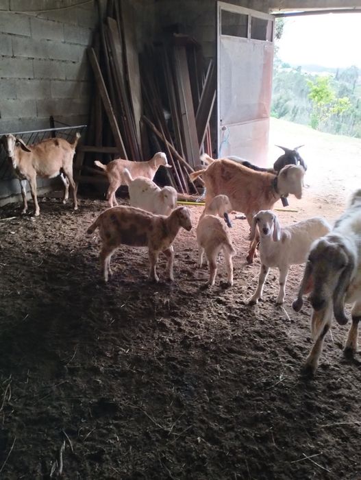 Vendo cabras Anglo-Nubianas