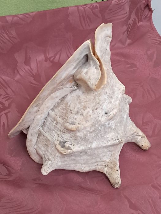 Enormes buzio africano - década de 60/70