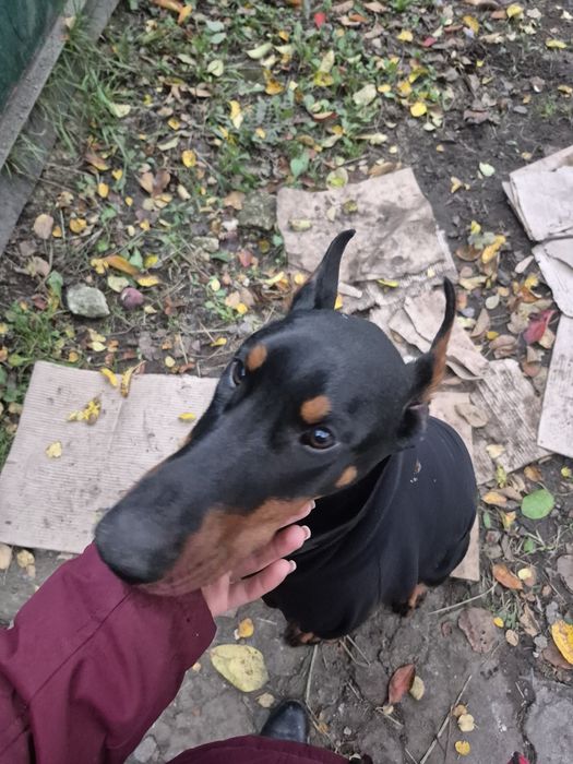 Послугі кінолога