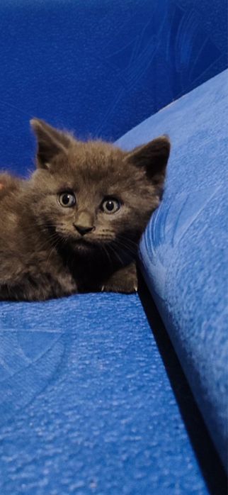 Кошенята мейн кун