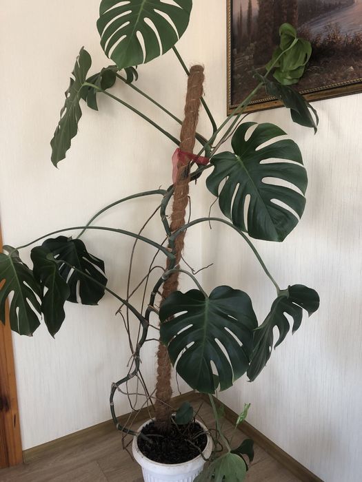 Продам кімнатні рослини