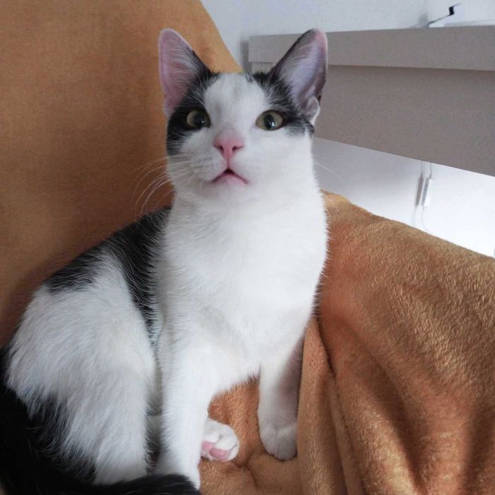 Gaduła i Inspektor: Wyjątkowy koci dwupak do adopcji. Poznaj ich!