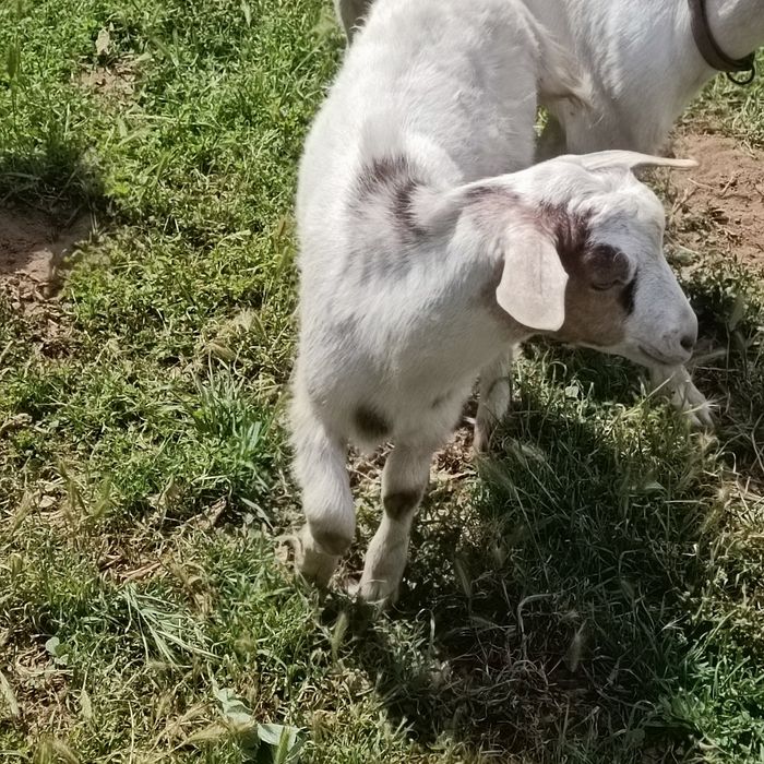 Cabrito - mocho - raça grande