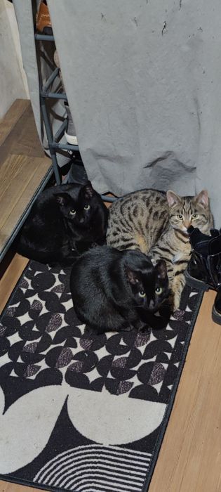 Oddam koty    za darmo