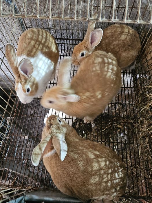 Vendo Coelhos mansos