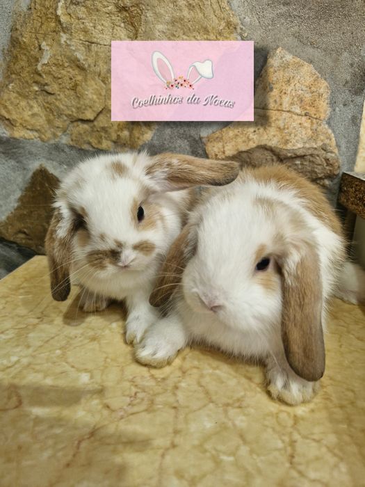 Coelhos anões mini lop
