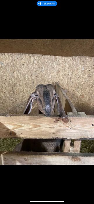 Коза англо-нубійська