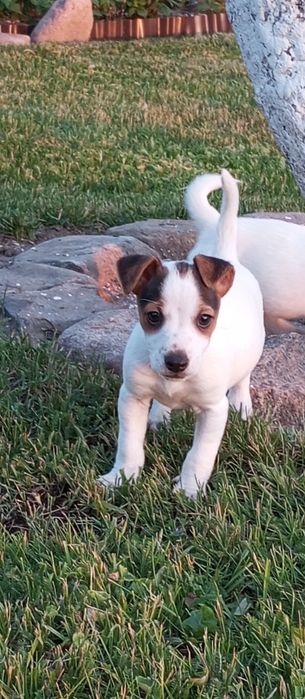 Jack Russell Terrier - piesek