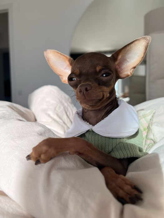 Перетримка собак