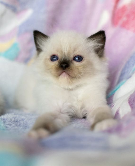 Kochany kocurek kociak Ragdoll rodowod FPL seal mitted