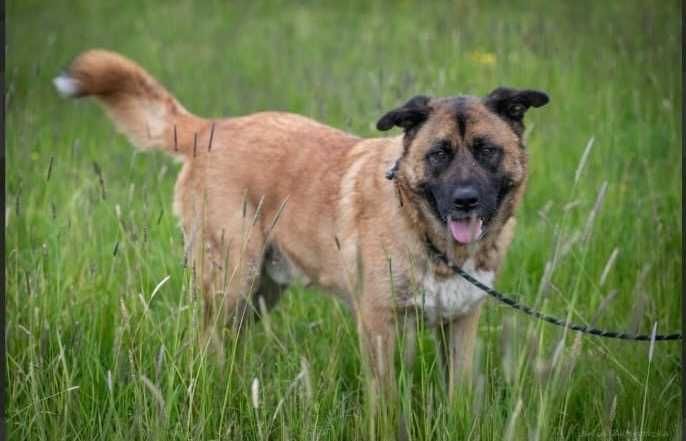 FOKUS duży pies o gołębim sercu
