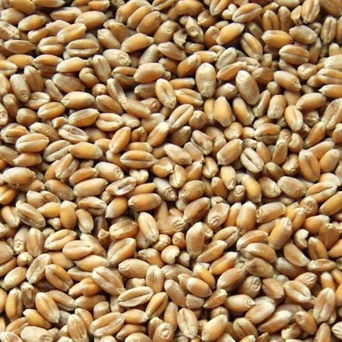 Pszenica  ozima idealna