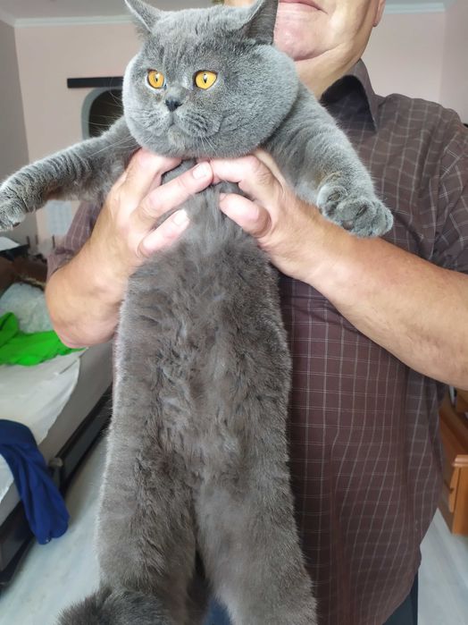 Кіт на в'язку, скотіш страйт.