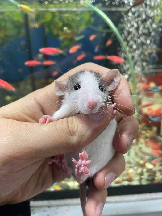 Крыски, пацючки , крысы, крыса, крисята декоративні ручні дамбо