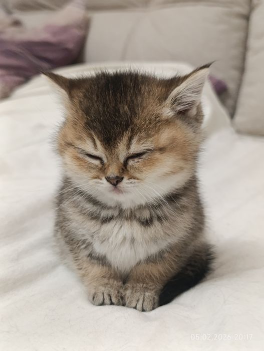 Шотландські котики