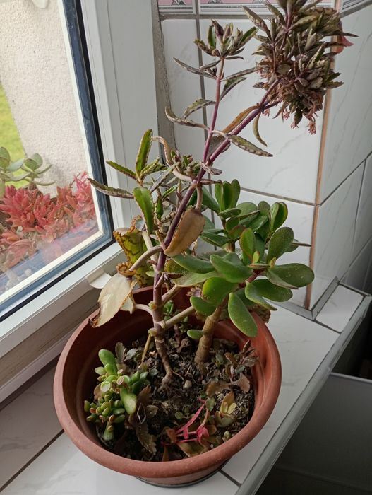 Grubosz, żyworódka, Crassula ovata, sukulenty, Gollum, Campfire