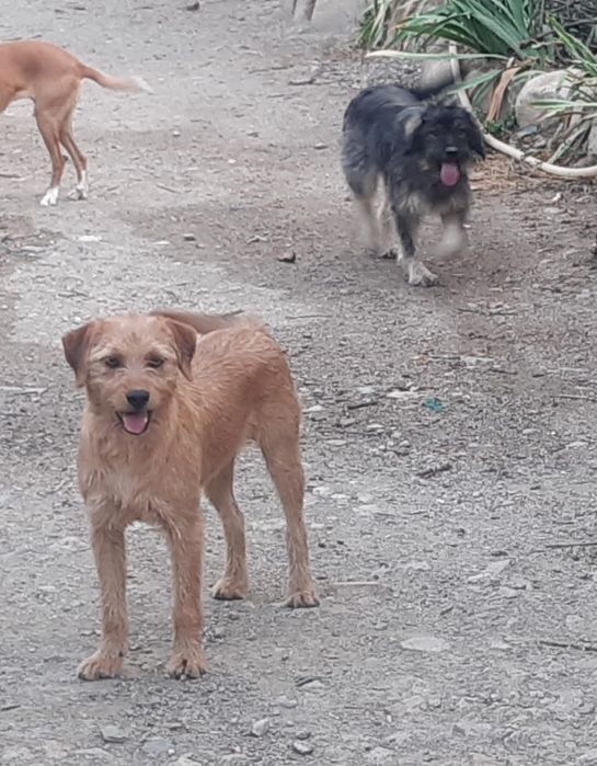 Fana para adoção