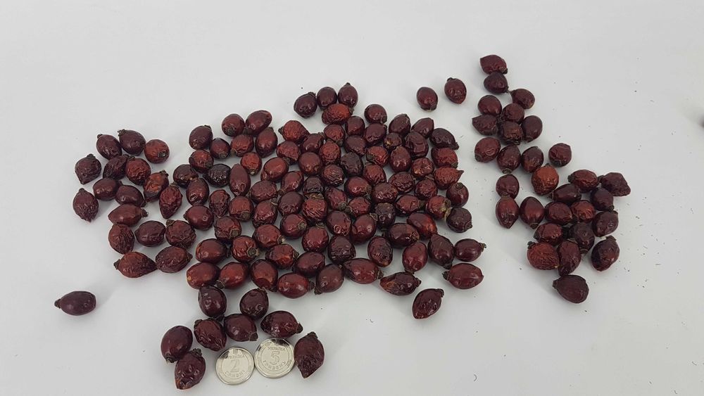 Шиповник отборной, крупный, сушеный, 2025