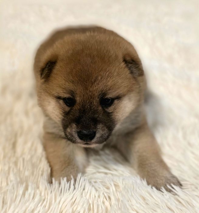 Shiba inu fci z rodowodem