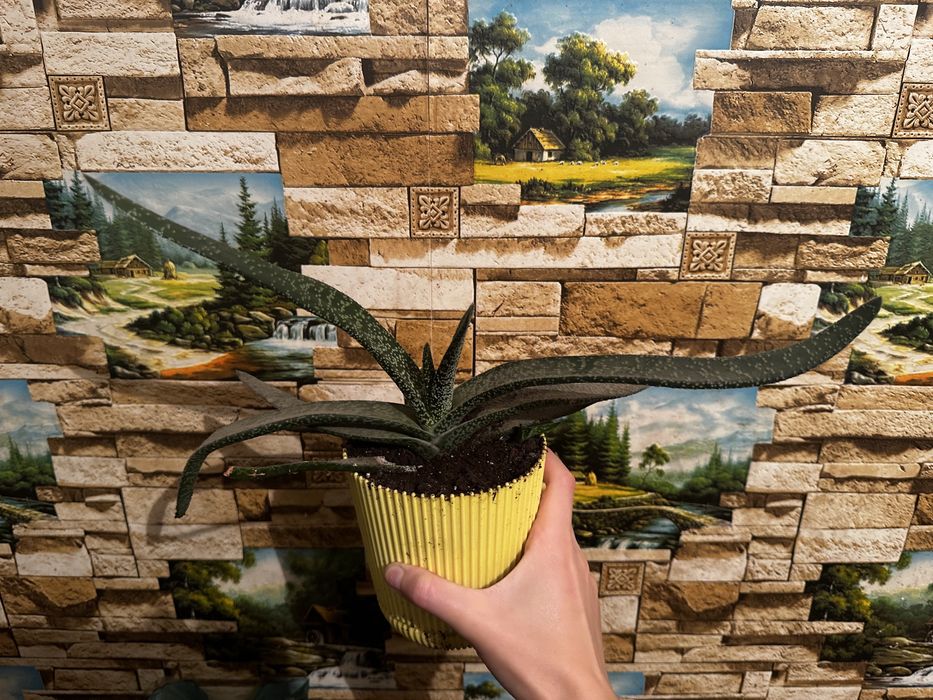 Продам гастерию