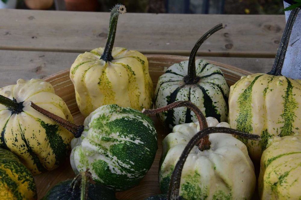 Abóboras Ornamentais Diversas