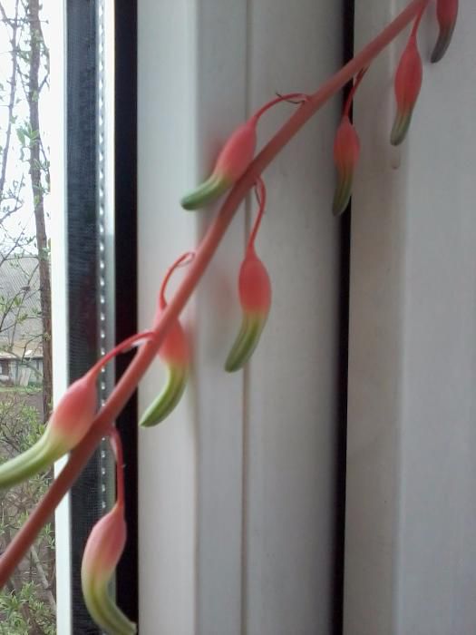 Гастерія  Gastreria Carinata